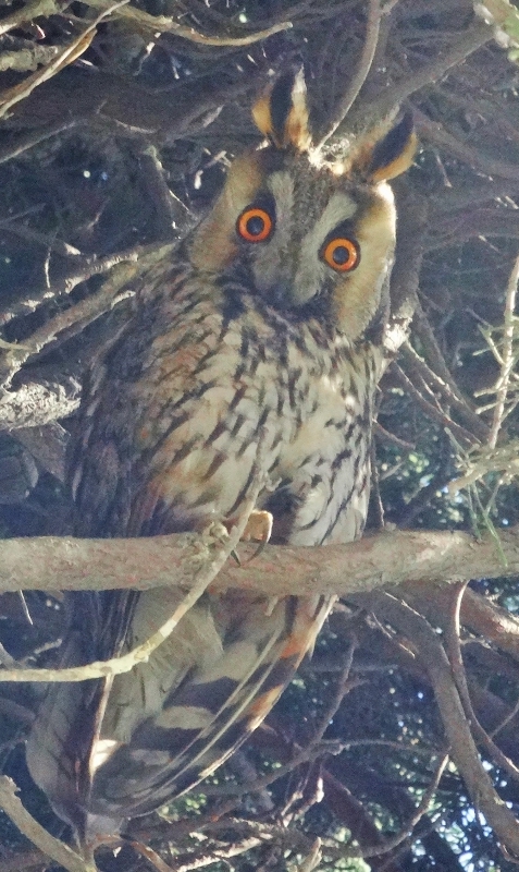 Long-eared Owl
