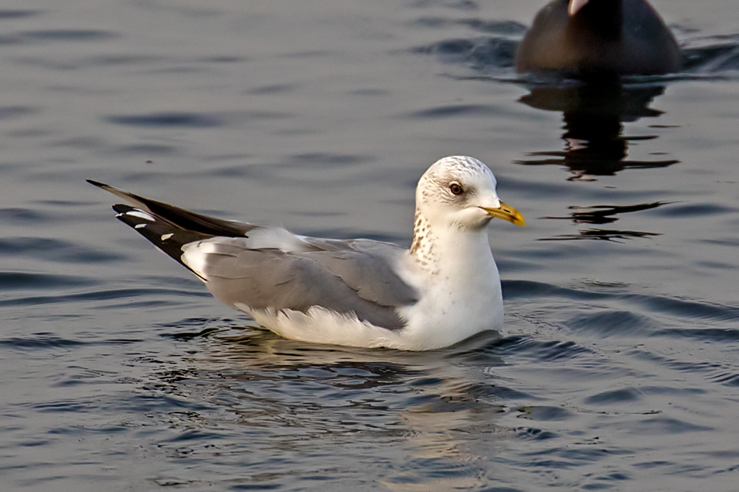 Common Gull