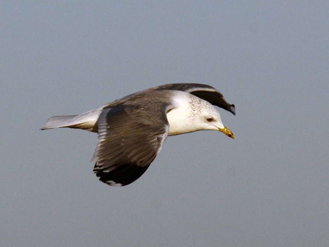 Küçük Gümüş Martı