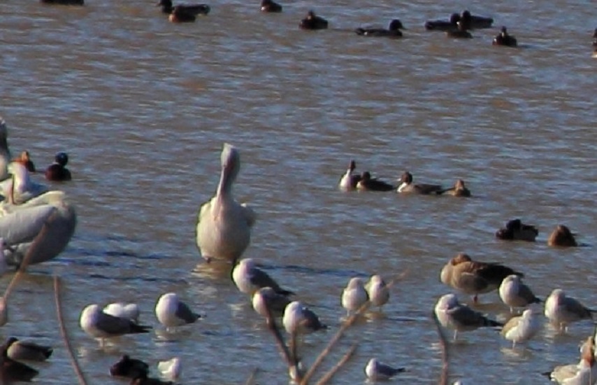 Kılkuyruk