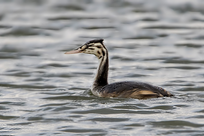 Great Crested Grebe