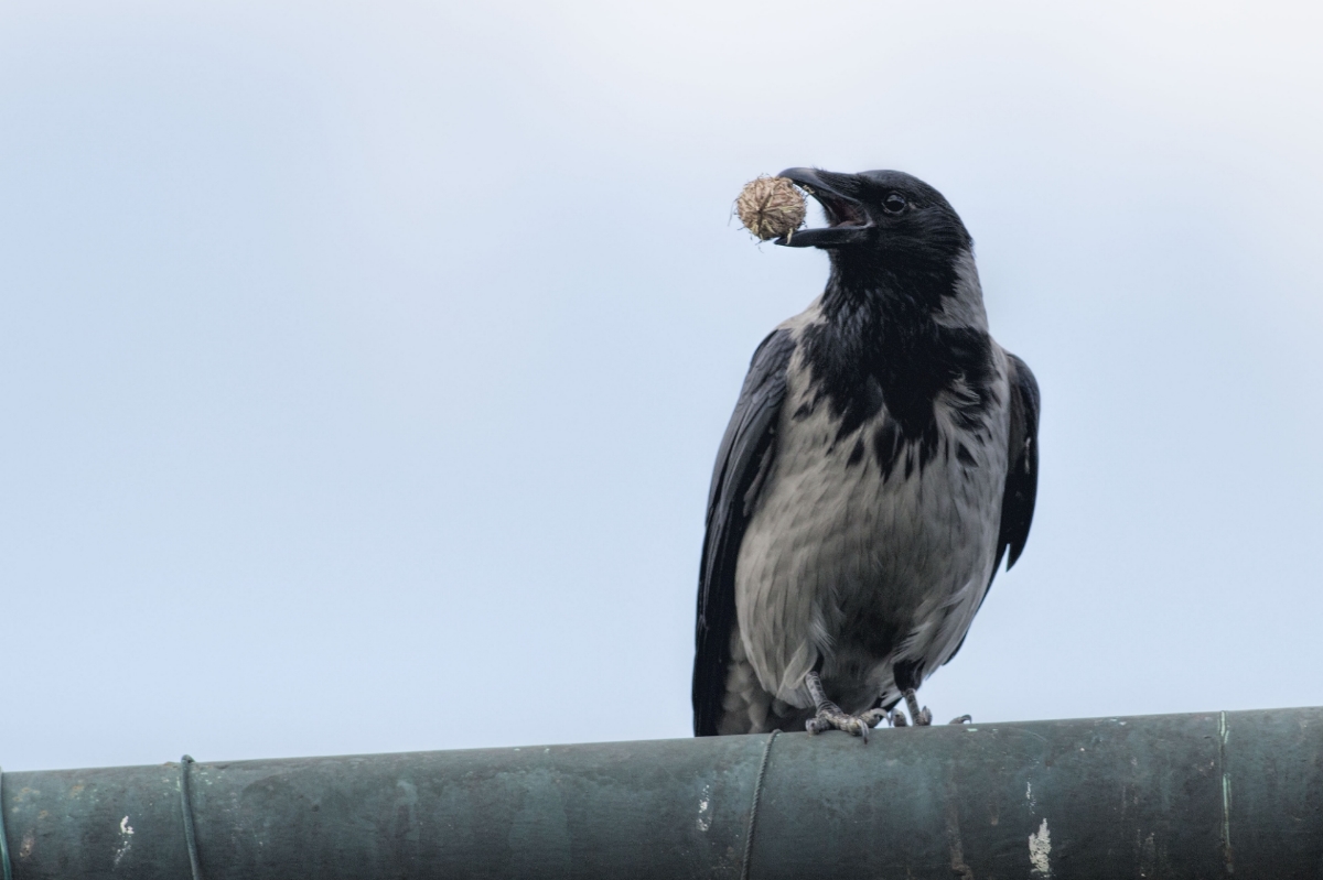 Hooded Crow