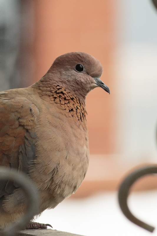 Laughing Dove