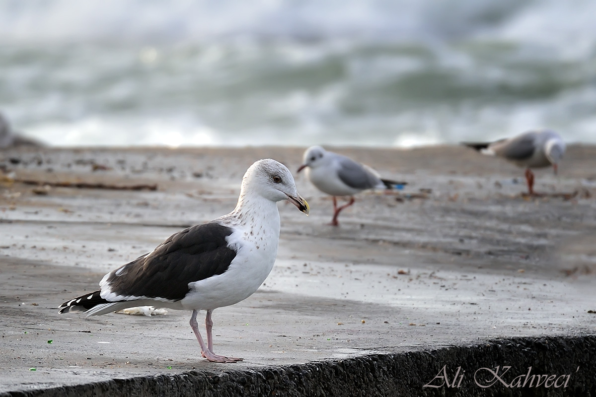 Great Black-backed Gull