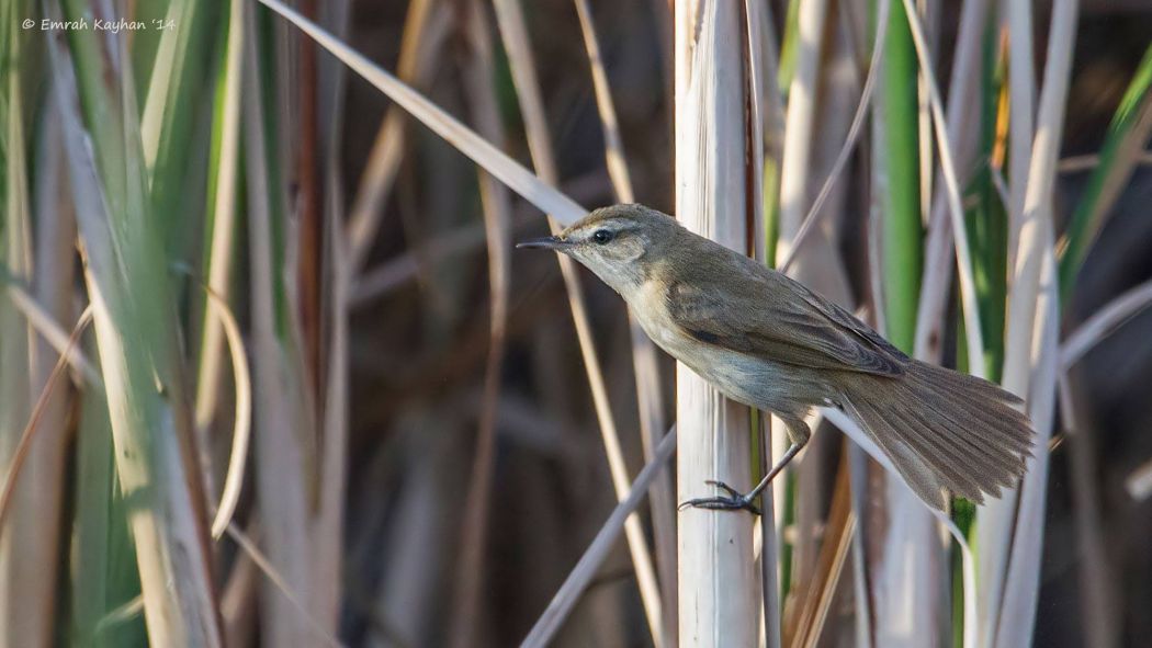 Paddyfield Warbler