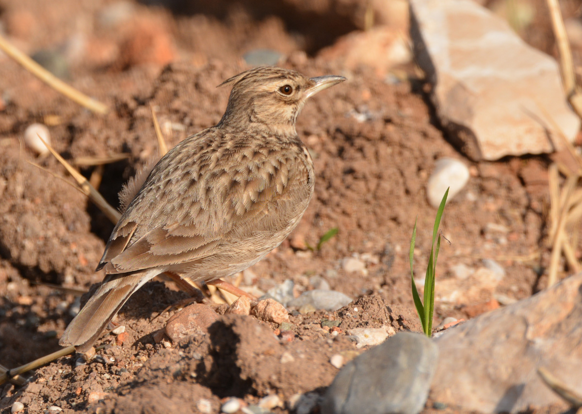 Crested Lark