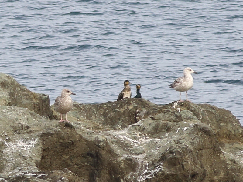 European Herring Gull