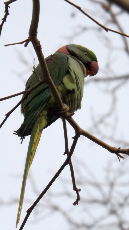 Alexandrine Parakeet