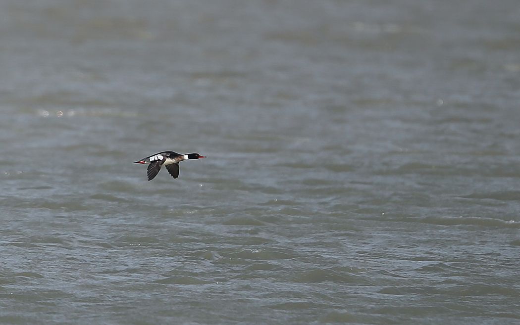 Red-breasted Merganser