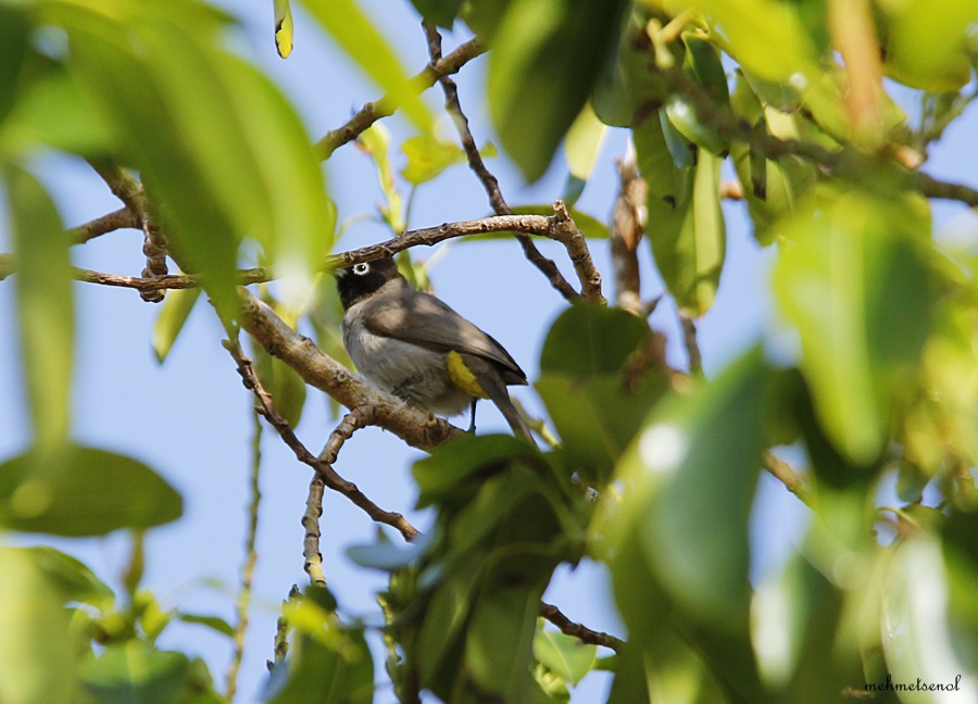 White-spectacled Bulbul