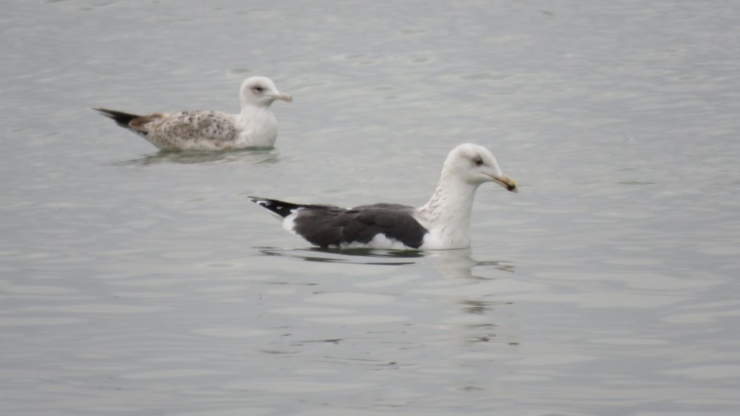 Great Black-backed Gull