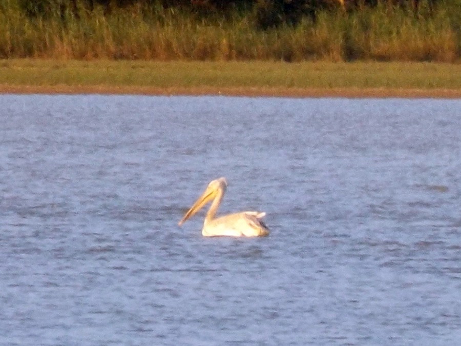 Dalmatian Pelican