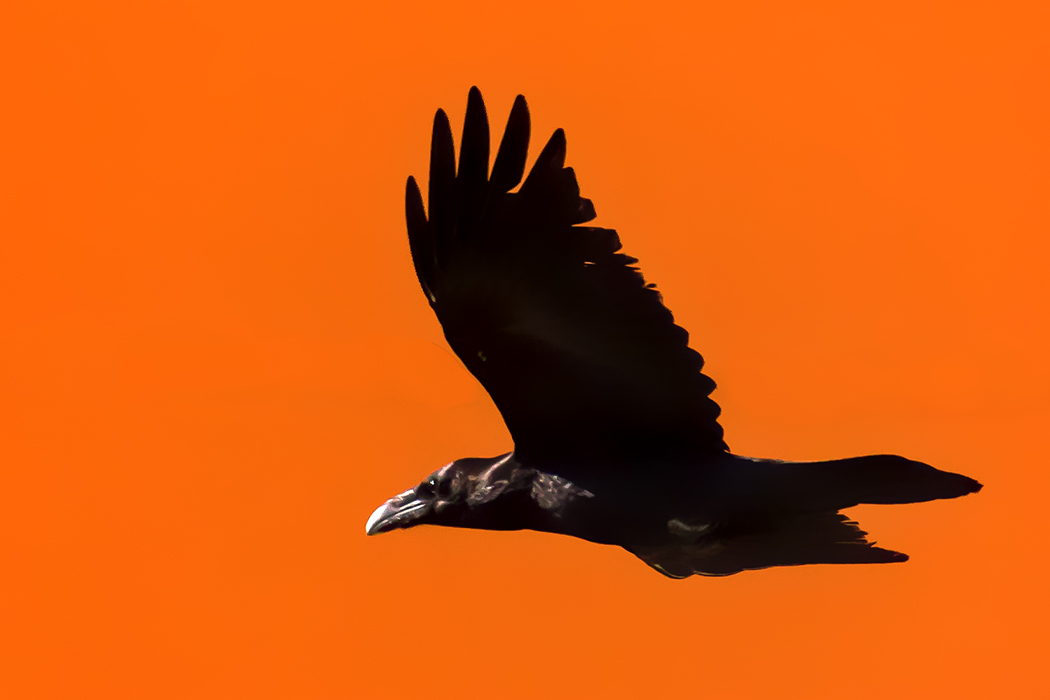 Northern Raven