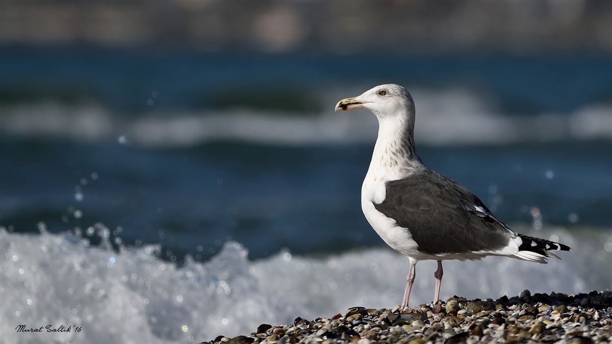 Great Black-backed Gull