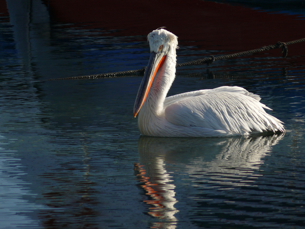 Dalmatian Pelican