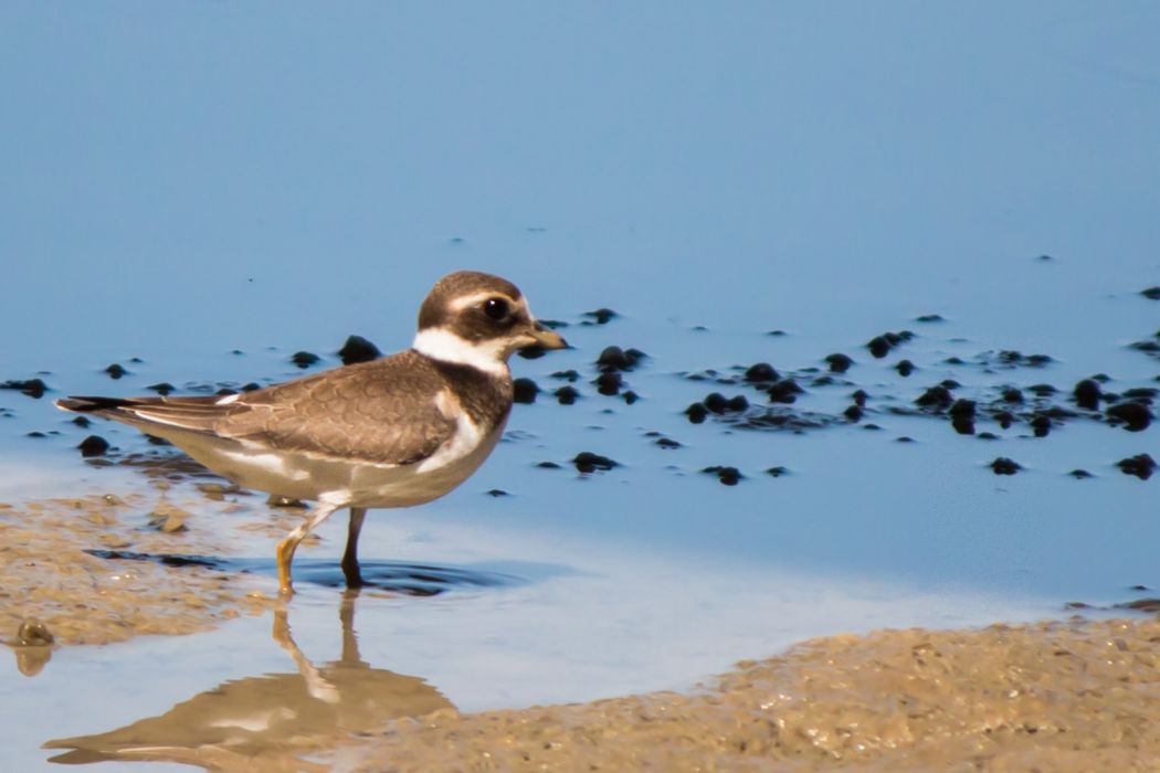 Common Ringed Plover