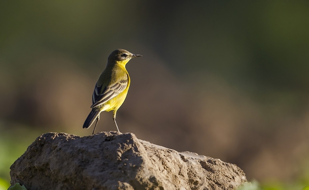Western Yellow Wagtail