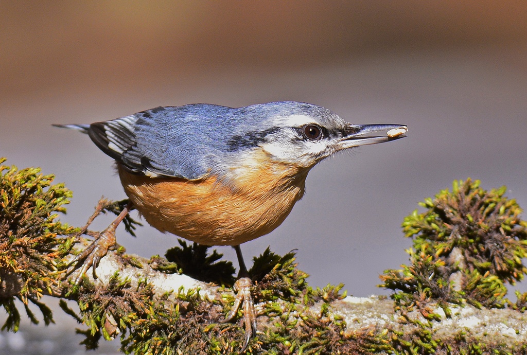 Eurasian Nuthatch