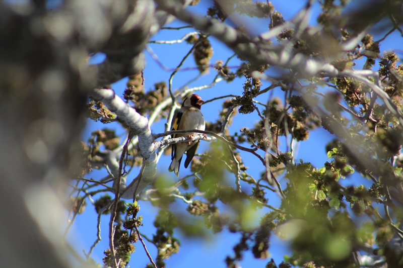 European Goldfinch
