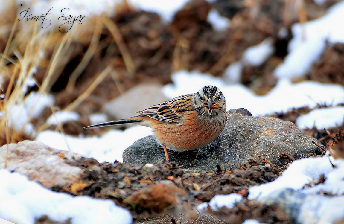 Rock Bunting