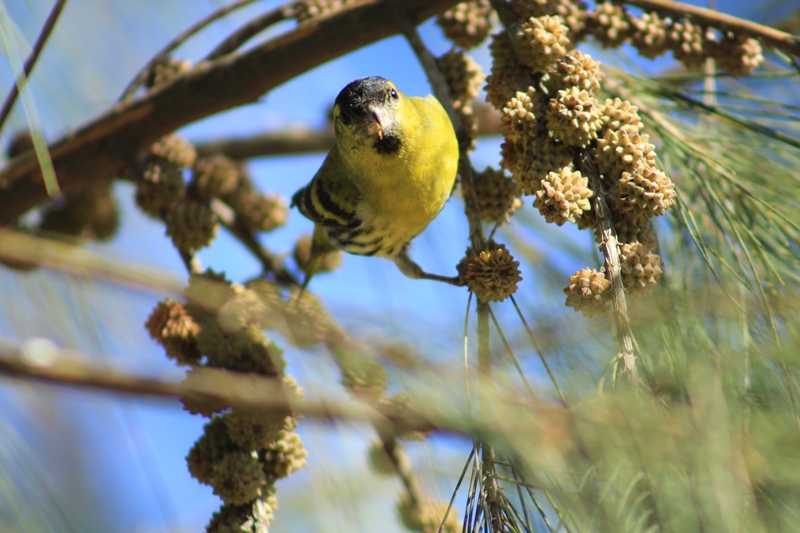 Eurasian Siskin