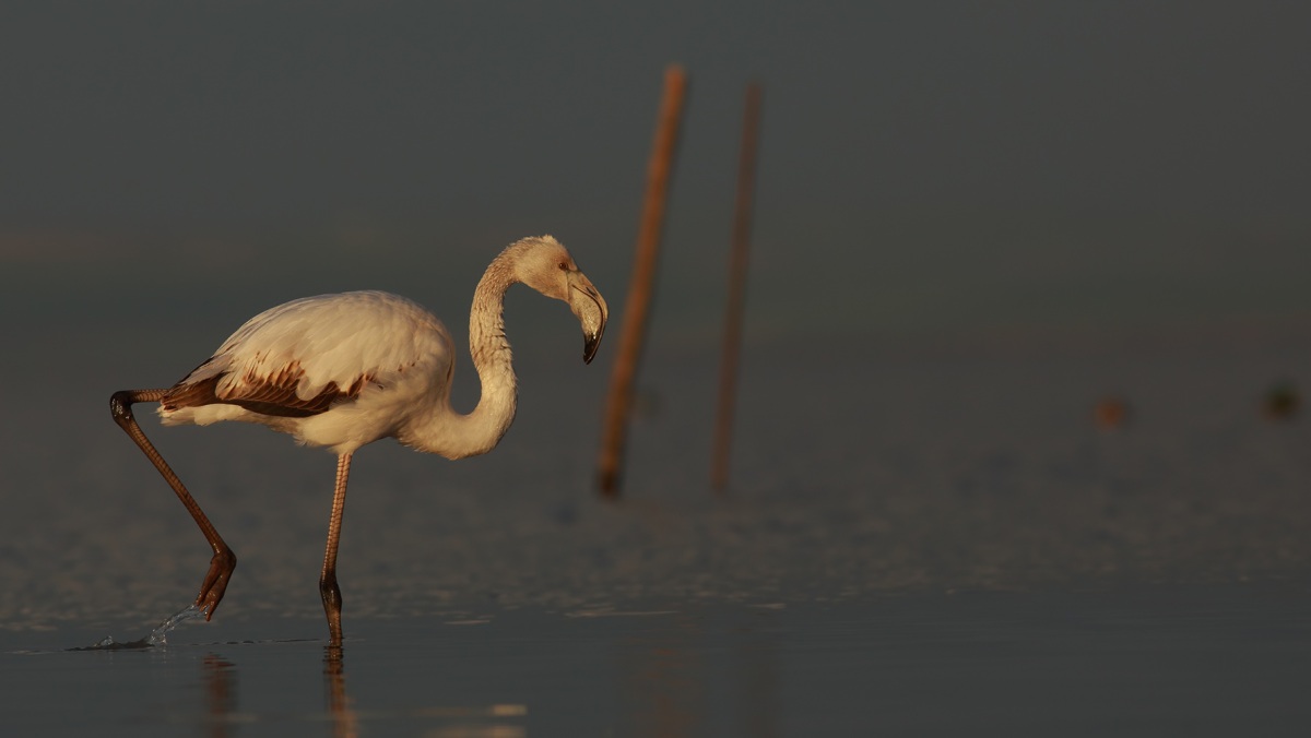 Greater Flamingo