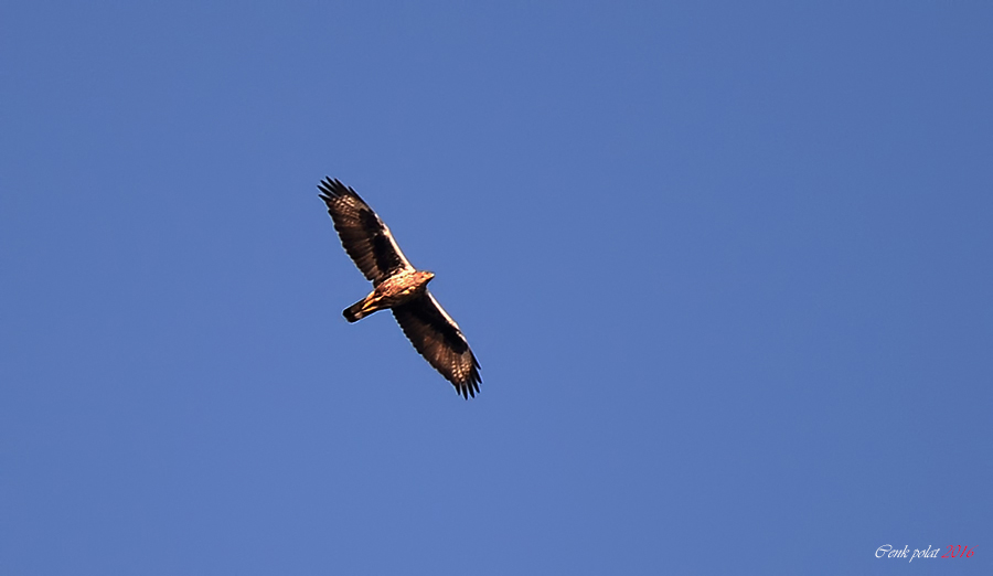 Bonelli`s Eagle