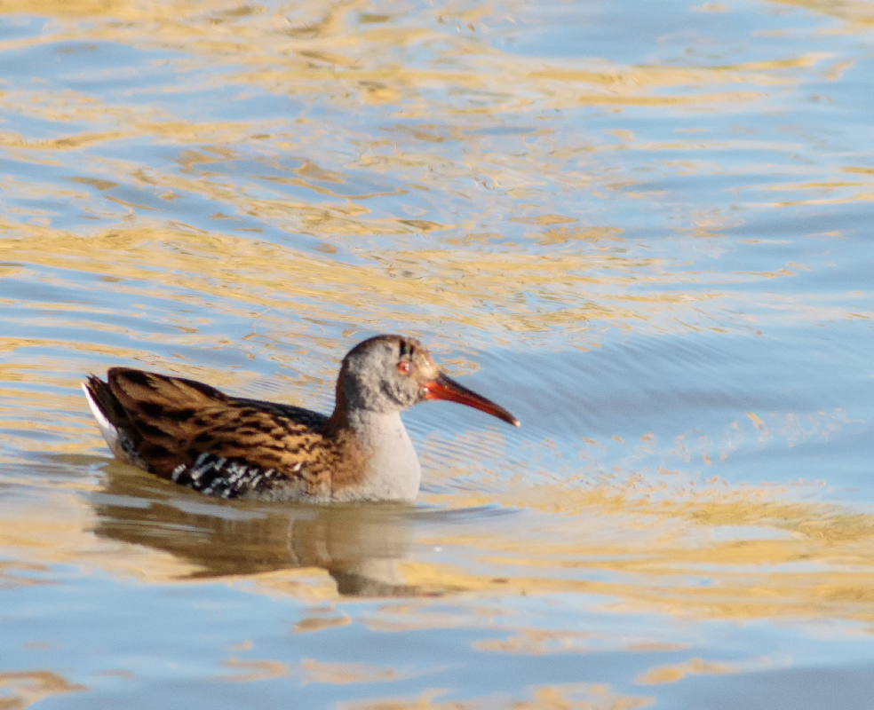 Water Rail
