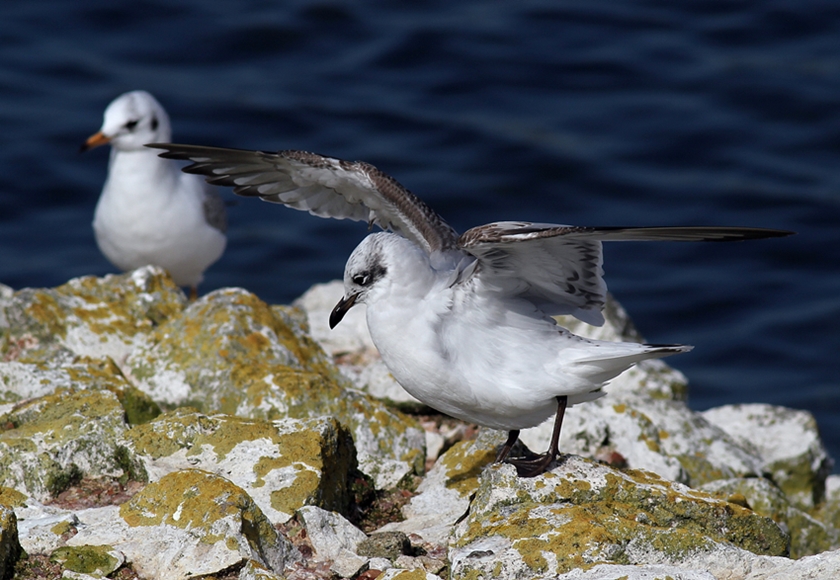 Mediterranean Gull
