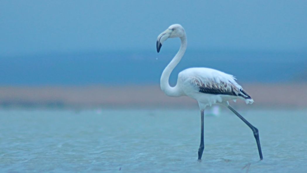 Greater Flamingo