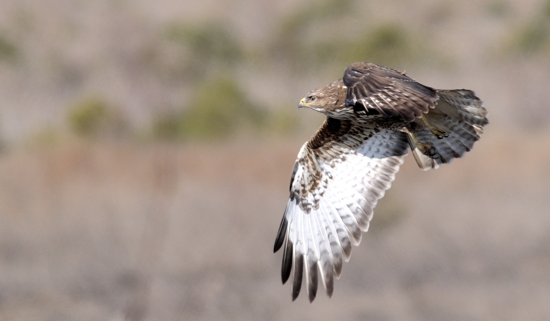 Common Buzzard