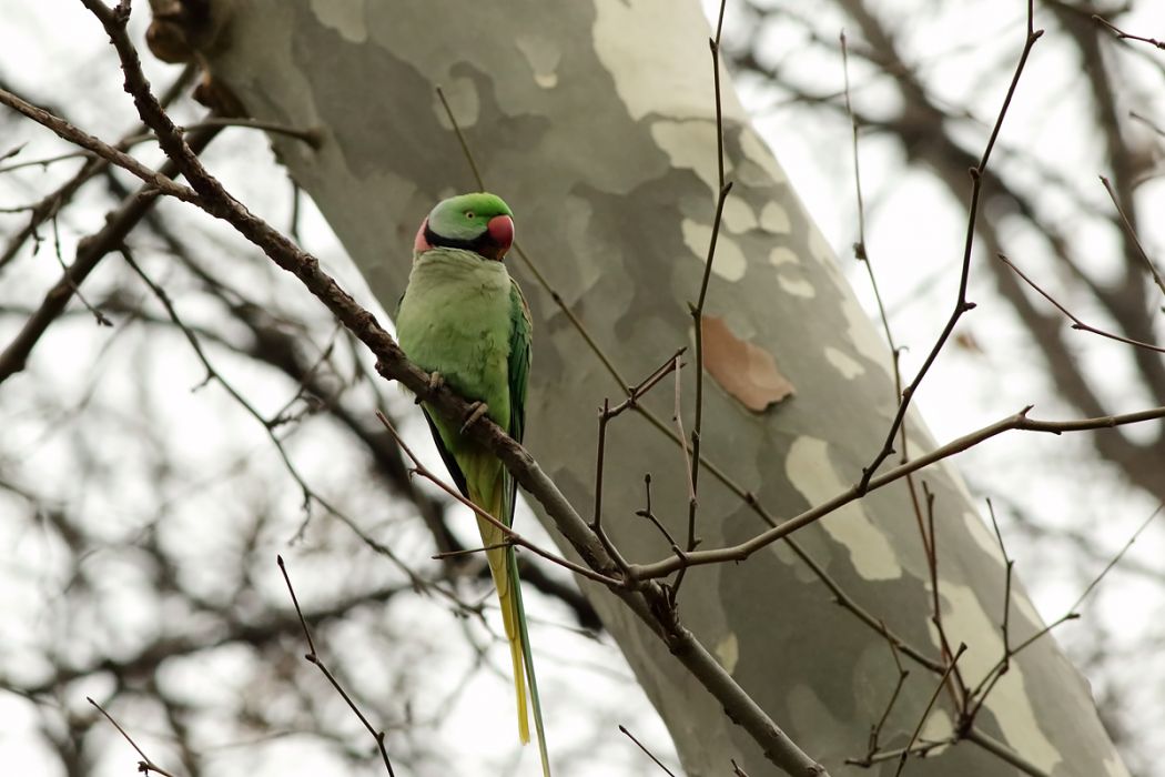 Alexandrine Parakeet
