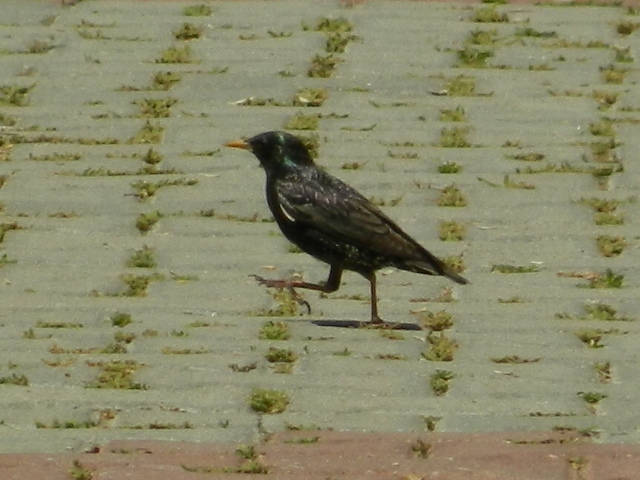 Common Starling