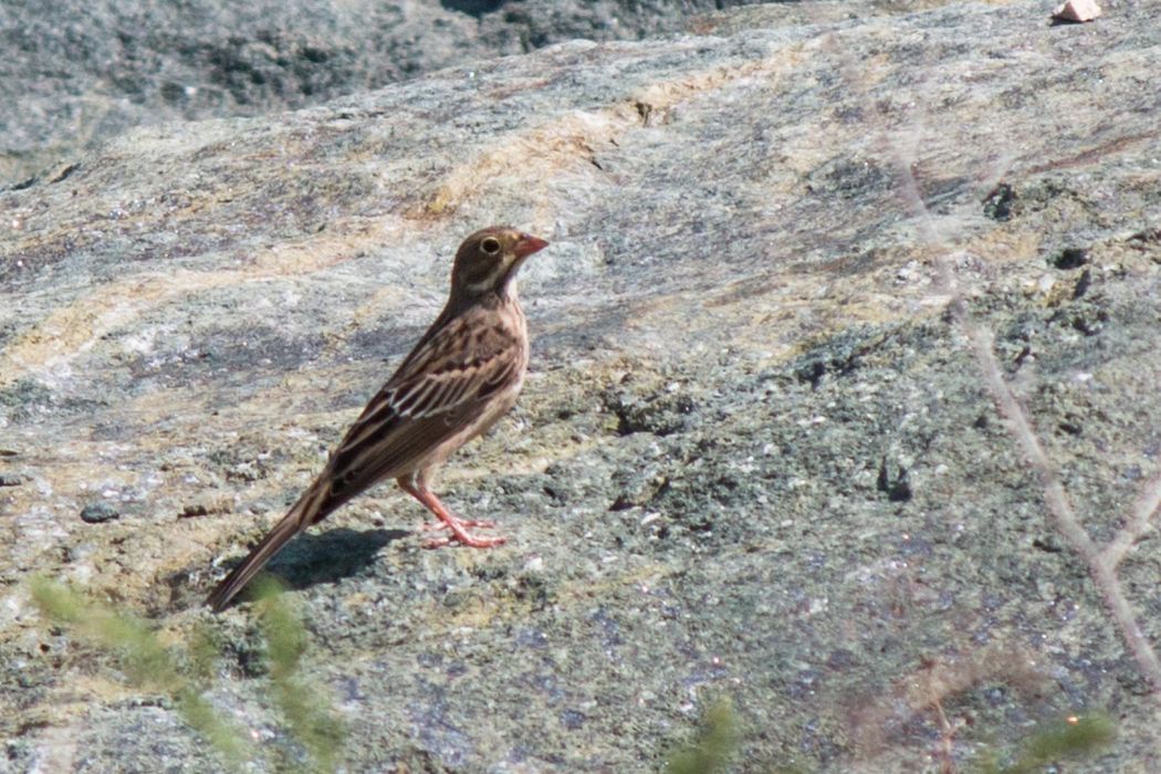 Kirazkuşu