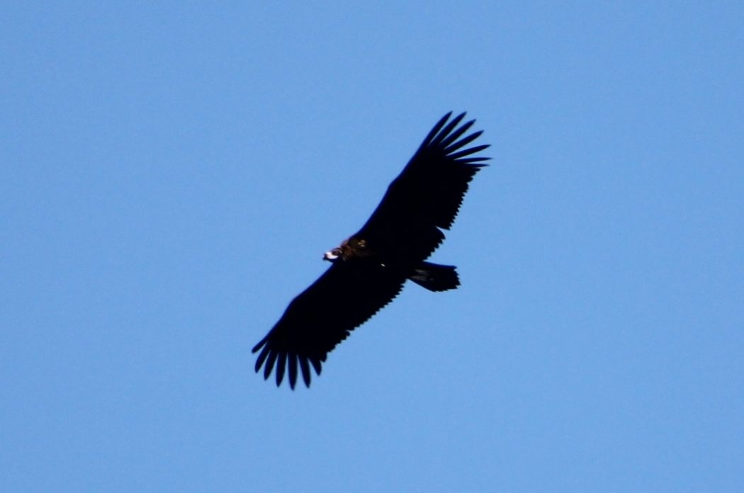 Cinereous Vulture