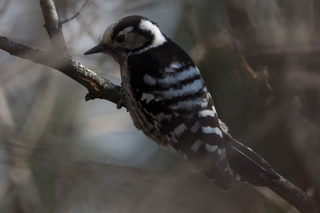 Lesser Spotted Woodpecker