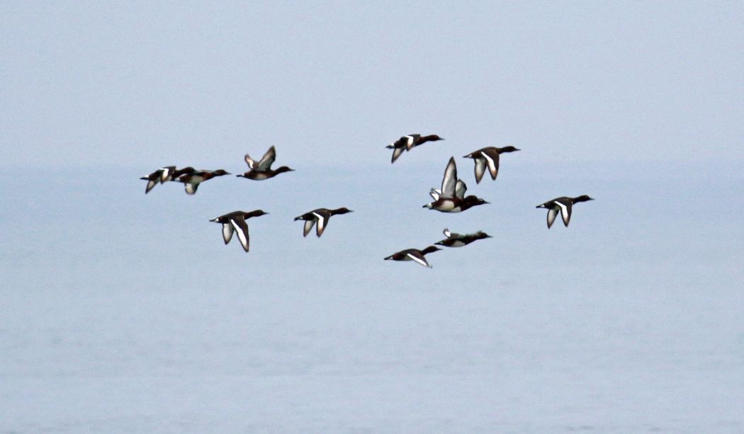 Ferruginous Duck