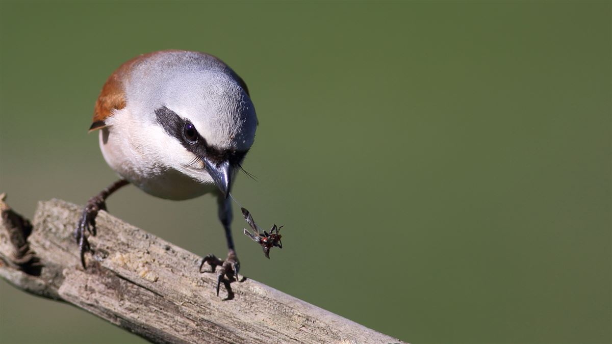 Red-backed Shrike