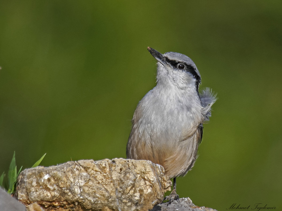 Western Rock Nuthatch