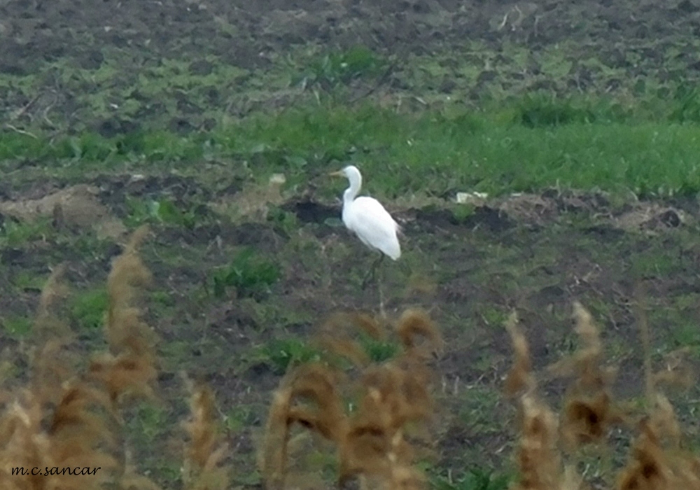 Great Egret