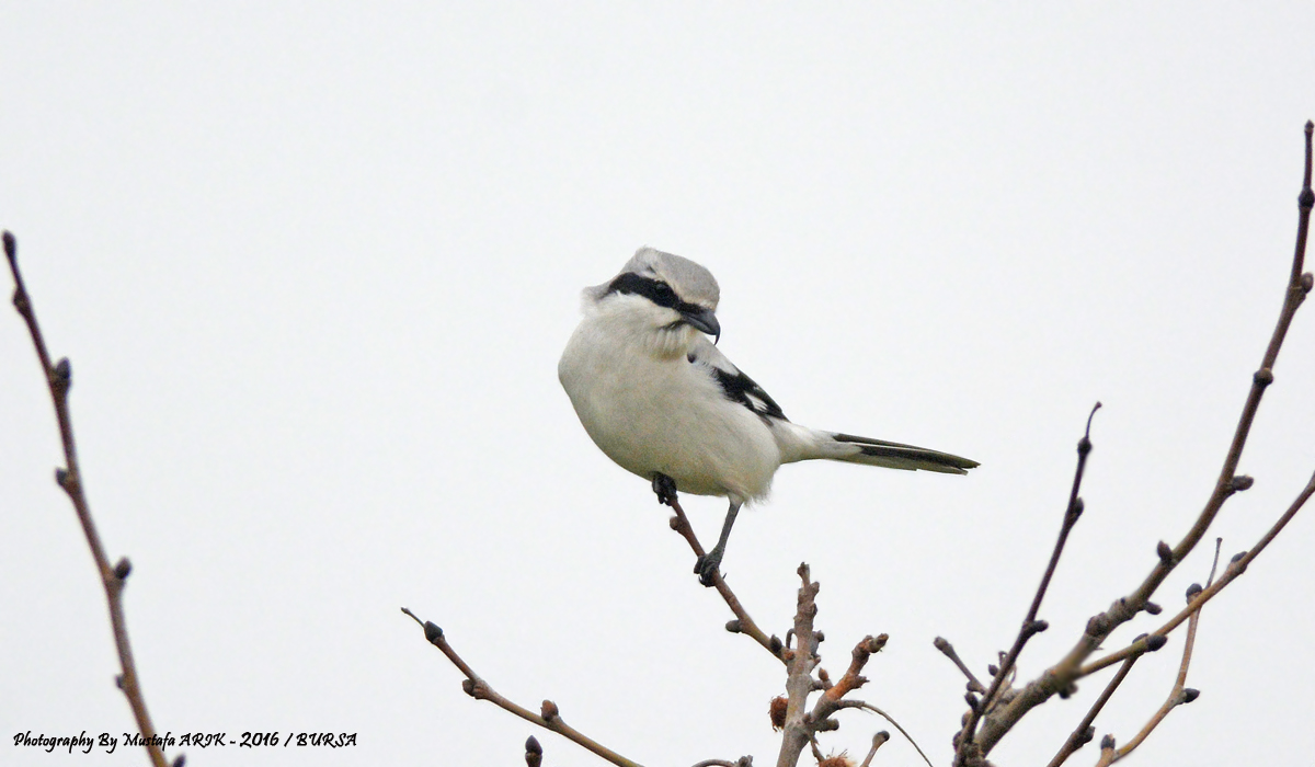 Great Grey Shrike