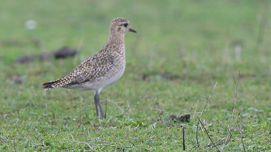 European Golden Plover