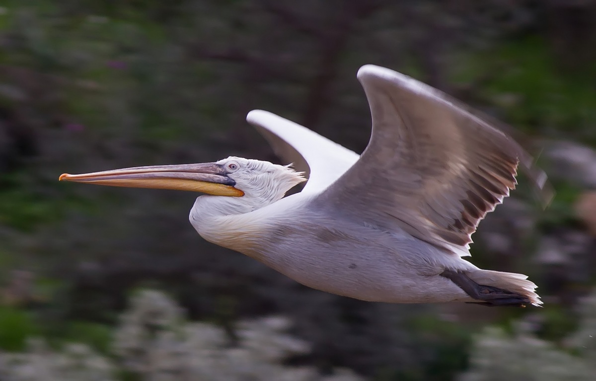 Dalmatian Pelican