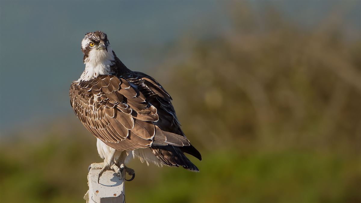 Osprey