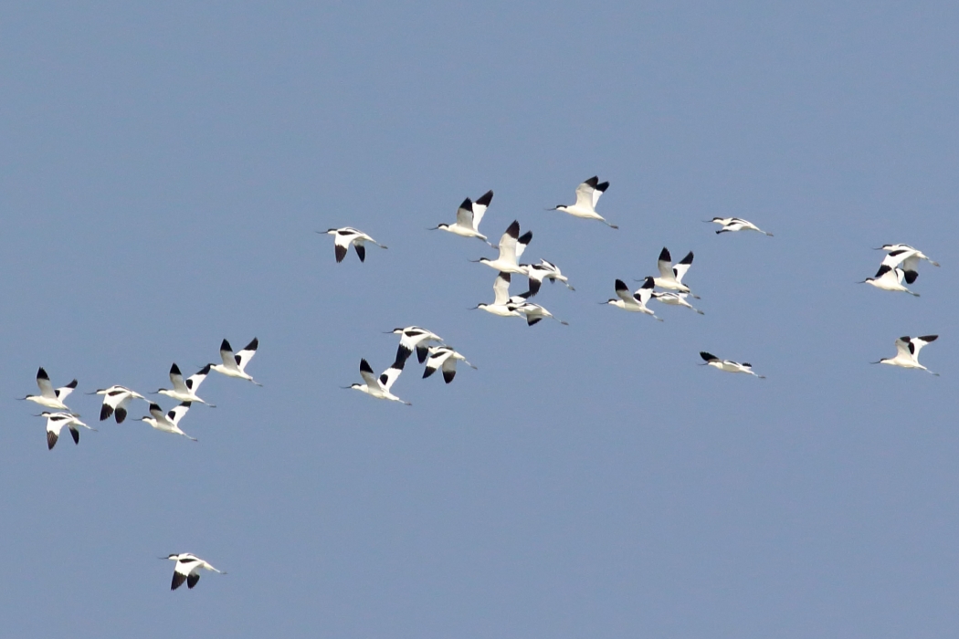 Pied Avocet