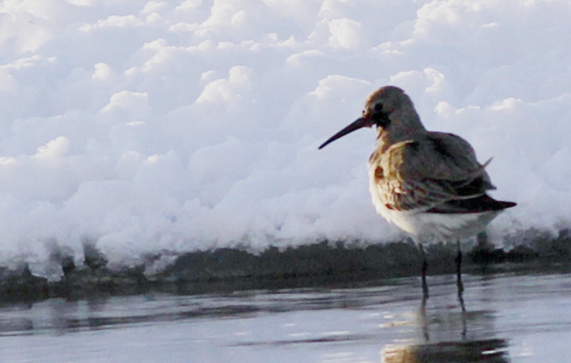 Dunlin