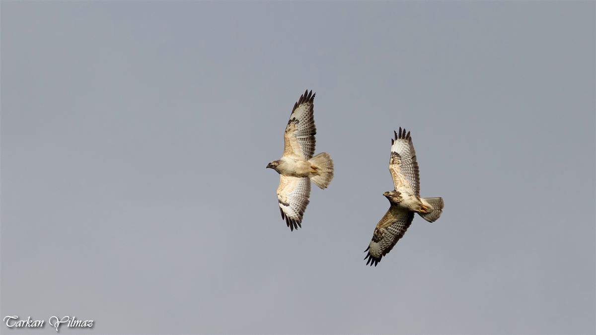 Common Buzzard