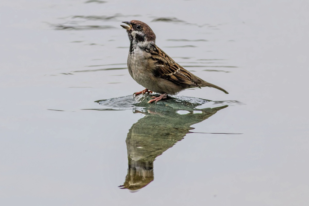 Eurasian Tree Sparrow