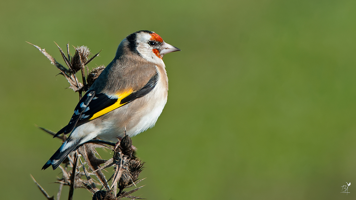 European Goldfinch