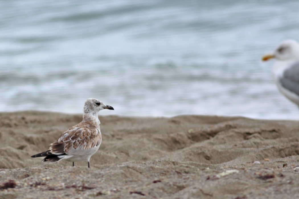 Mediterranean Gull